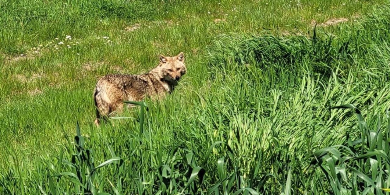Nesli tehlike altındaki çakal tarlada görüntülendi!