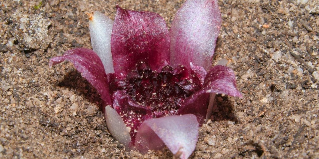 Yerin altında yetişen özel orkide kara borsada 5 bin dolardan alıcı buluyor