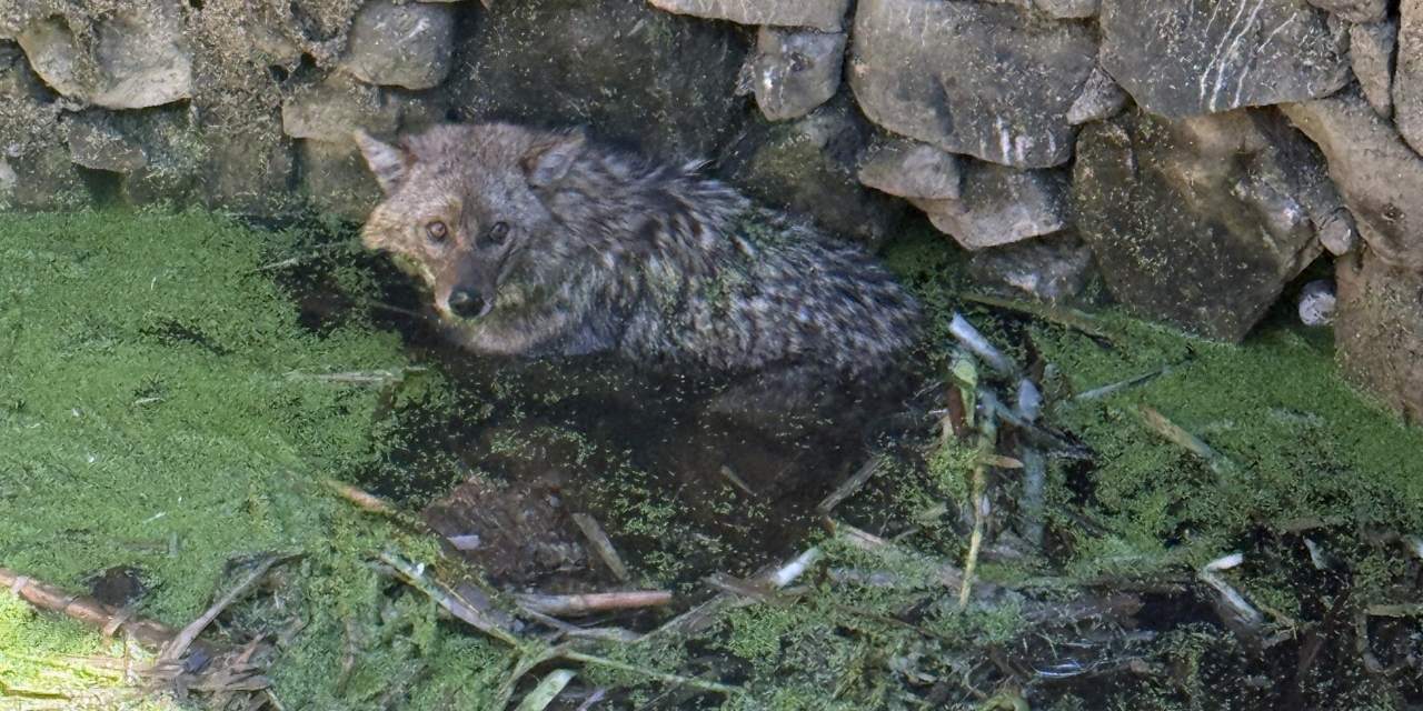 Balıkesir'de kuyuya düşen tilkiyi itfaiye ekipleri kurtardı