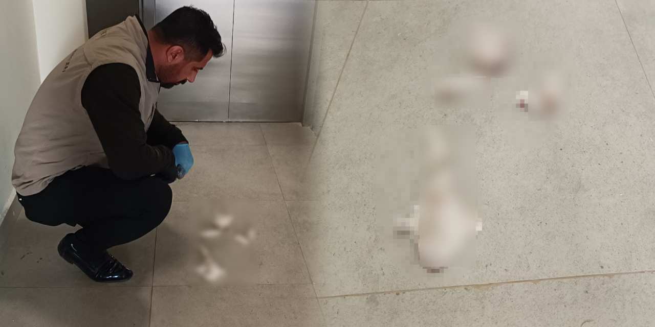 Katliam yasası cesaret veriyor! Vahşetin adresi bu kez Adıyaman: Yavru kedi parçalanmış halde bulundu