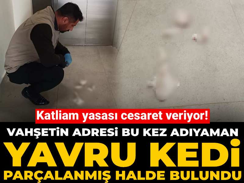 Katliam yasası cesaret veriyor! Vahşetin adresi bu kez Adıyaman: Yavru kedi parçalanmış halde bulundu