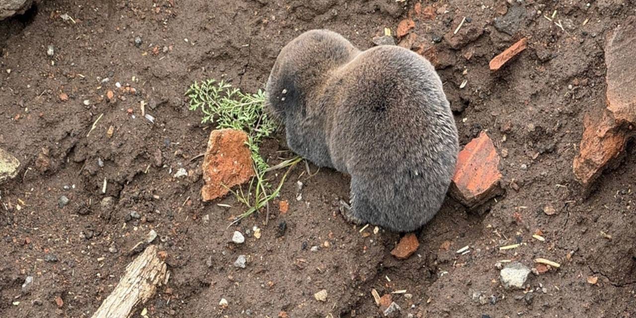 Yağmur nadiren görünen kör fareleri yüzeye çıkardı