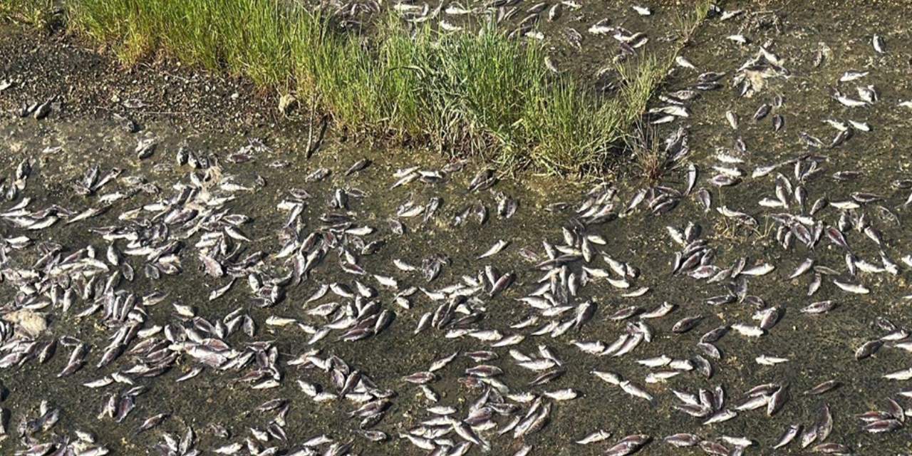 Binlerce balık kıyıya vurdu: Fabrika atıkları iddiası incelemede!