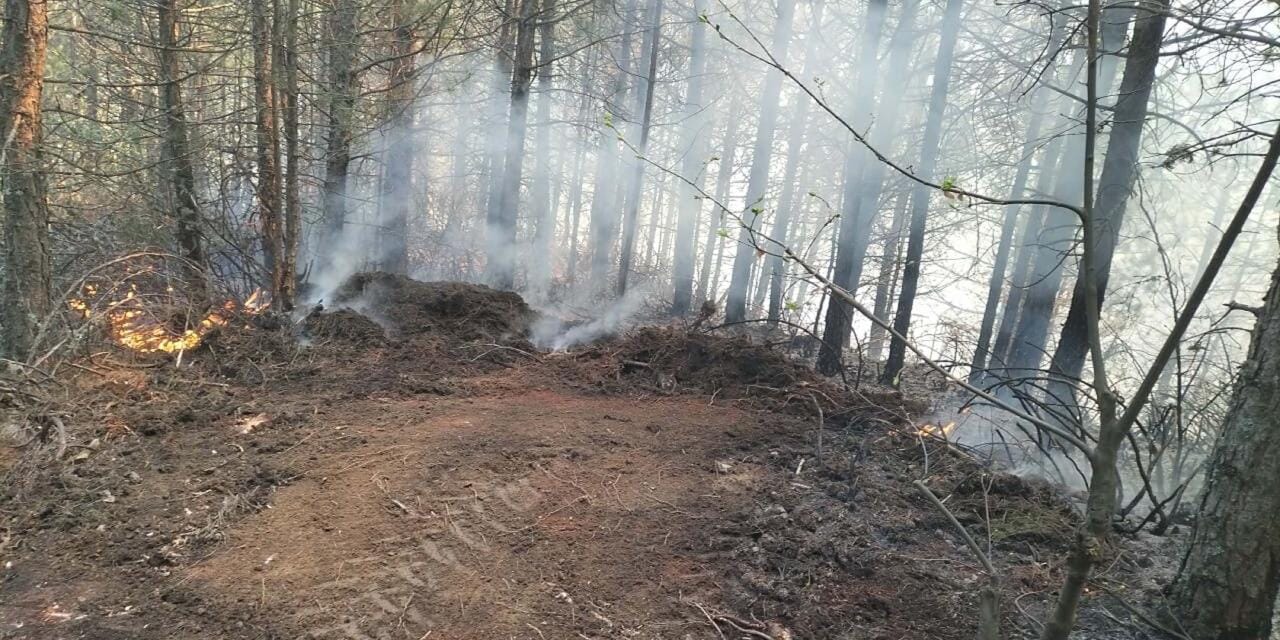 Aydın'da orman yangını! 7 dekarlık alan küle döndü