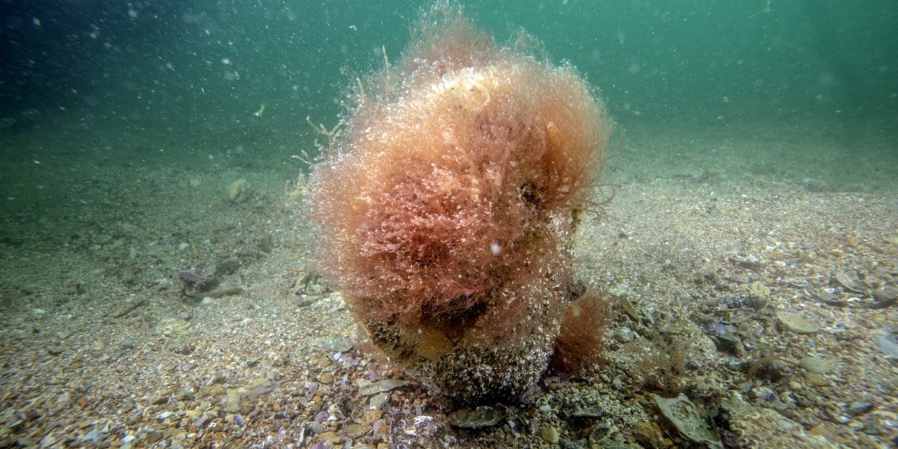 Tuzla sahilinde 'mucizevi' keşif: Saate 6 litre arıtıyor
