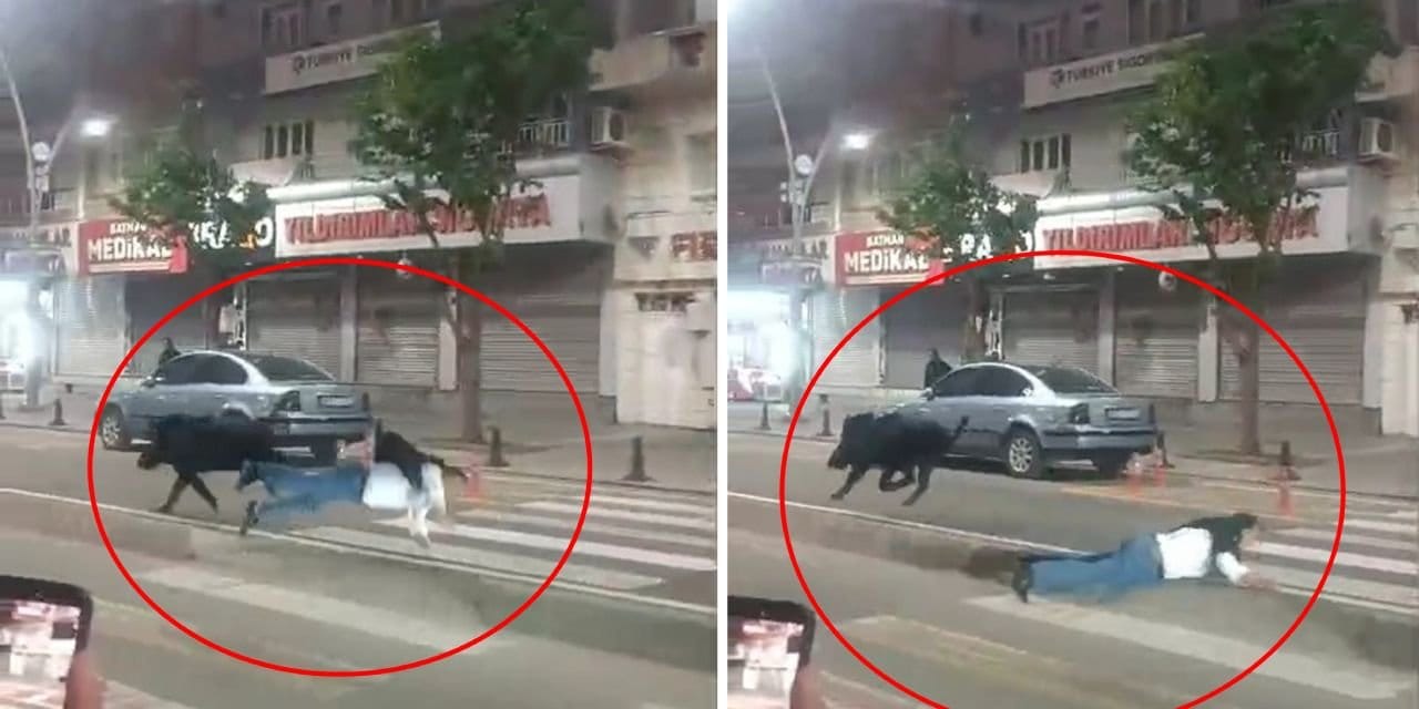 Yaya geçidindeki adama yaban domuzu çarptı