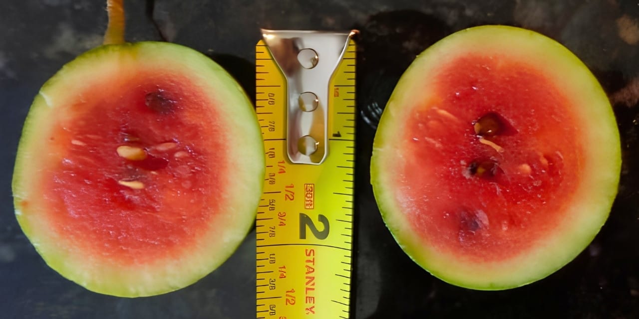 Yumurta büyüklüğünde karpuz üretildi