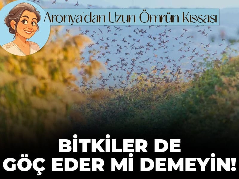 Bitkiler valizini topladı Kuzeydoğu’ya göç ediyor