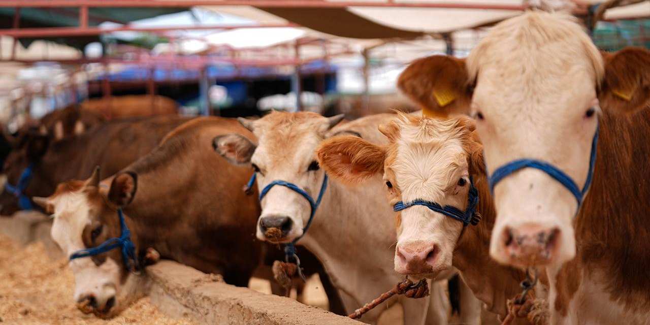 Kurban Bayramı’na sayılı günler kala fiyatları dudak uçuklattı! Karkas et bin liraya dayandı