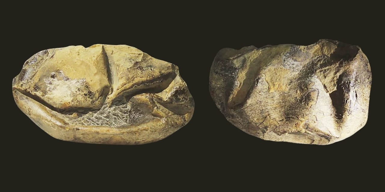 Antarktika'da 68 milyon yıllık dev yumurta bulundu: 10 metrelik deniz canavarına ait