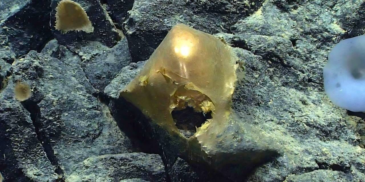 Alaska'da okyanusta bulunan altın kürenin sırrı çözüldü