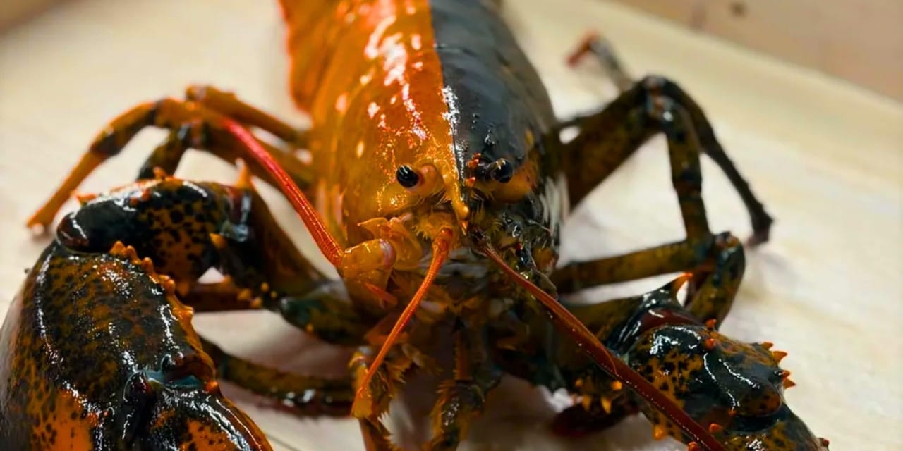 50 milyonda bir görülen çift renkli ıstakoz, yemek olmak yerine akvaryuma bağışlandı