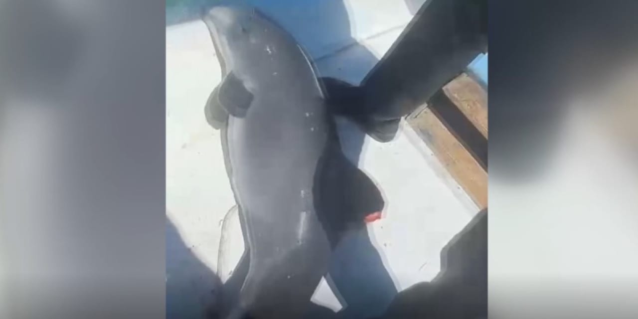 Ağa takılan yavru yunus balıkçılar sayesinde kurtuldu