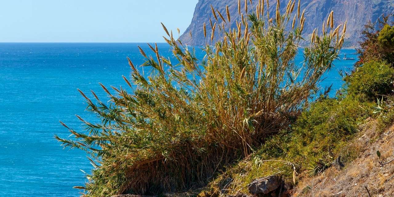 Kargı kamışı sivrisineklerde doping etkisi yaratıyor