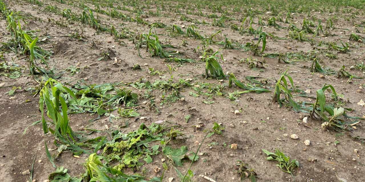 Gece gelen felaket: Zeytinlikler ve tarlalar zarar gördü!