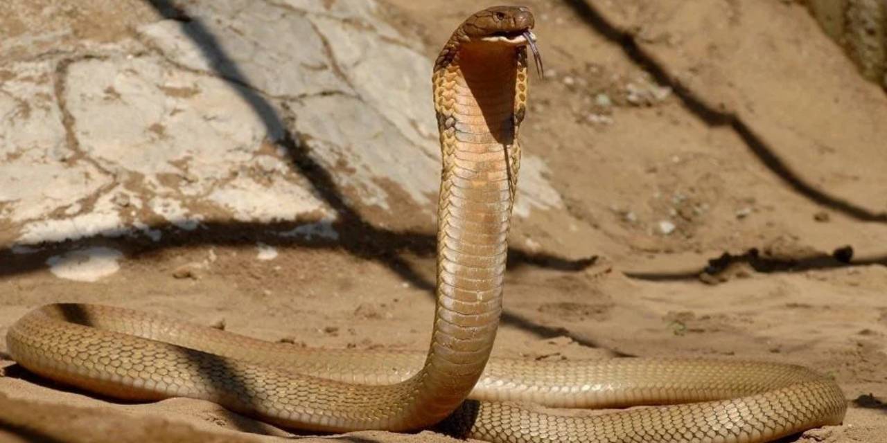 Lüks tatil kabusa döndü! Gösteri sırasında pantolonuna giren kobra turisti öldürdü