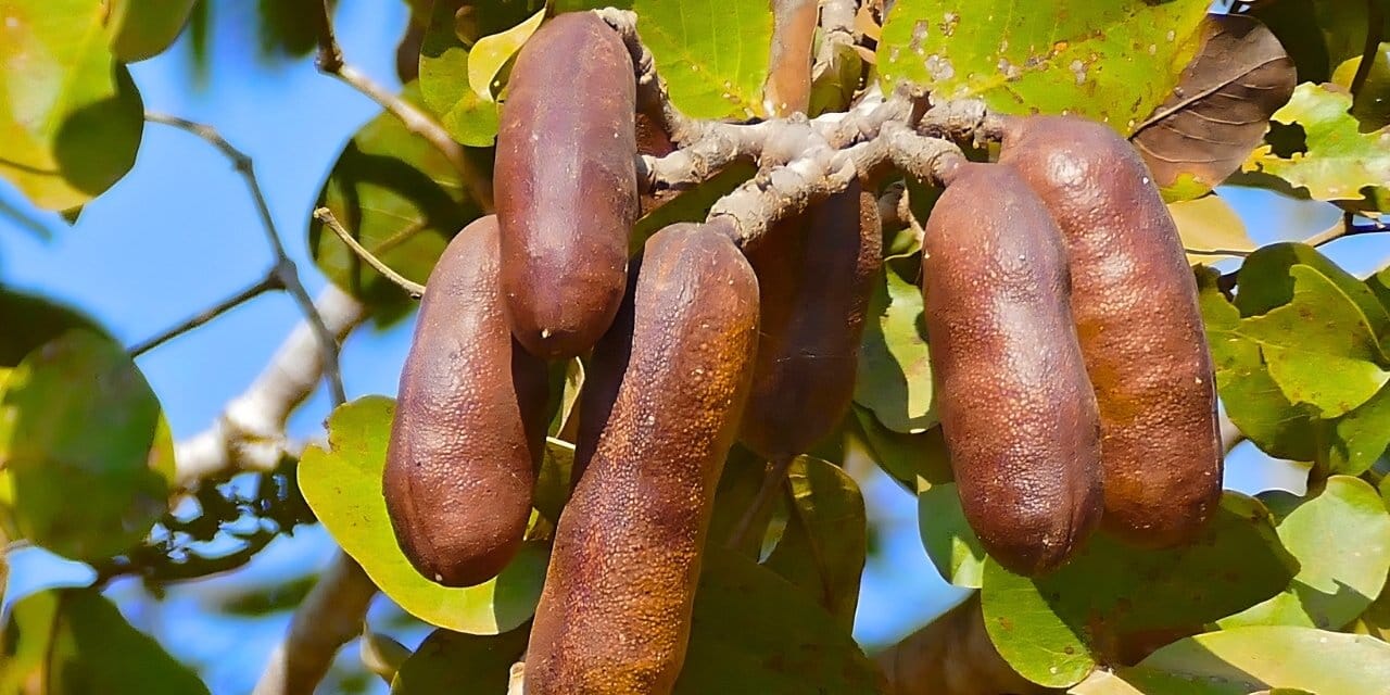 'Kokuşmuş parmak' lakaplı meyve kolesterolden enfeksiyona, her derde deva