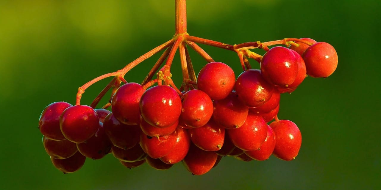 Anadolu'nun tescilli meyvesi Gemerek Gilaburu her derde deva, şifa deposu
