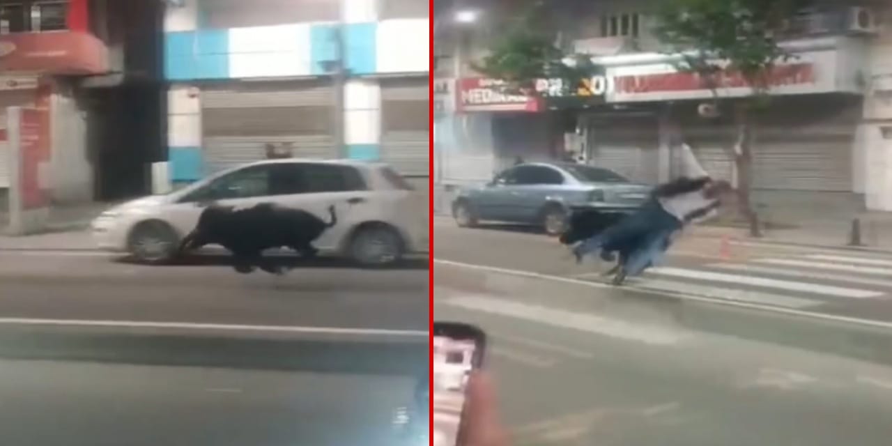 Kent merkezinde yaban domuzu paniği: 3 kişi yaralandı