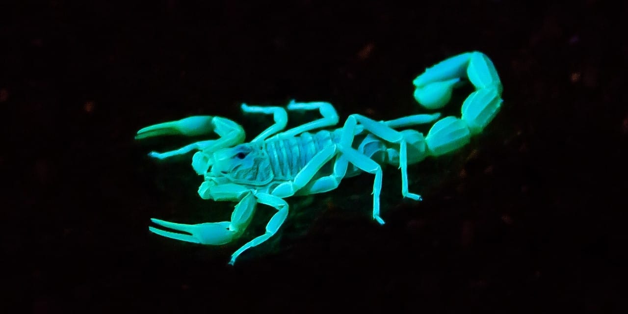 Akreplerin zırhı metalden oluşuyor: İlk kez kanıtlandı