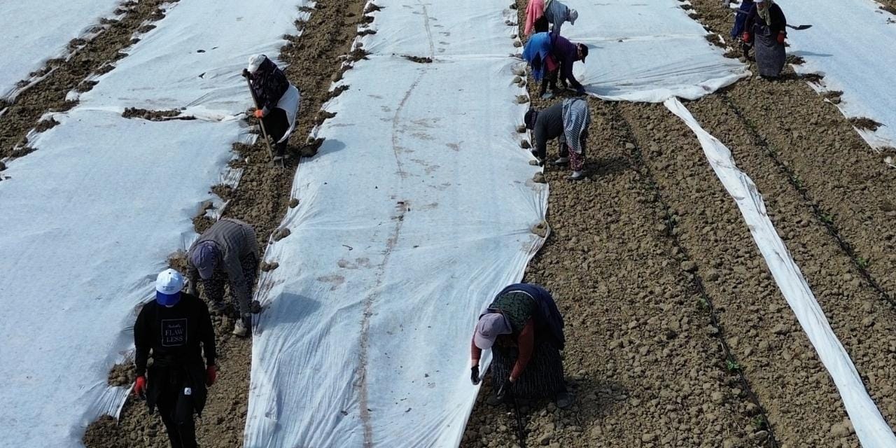 Baldan tatlı Bafra kavunu için sezon başladı: 33 bin dönüme ekecekler