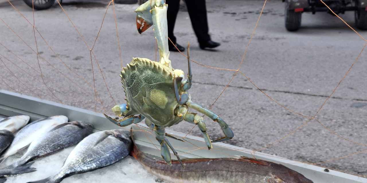 Karadeniz'de nadir görülüyor! Balıkçılar avladı