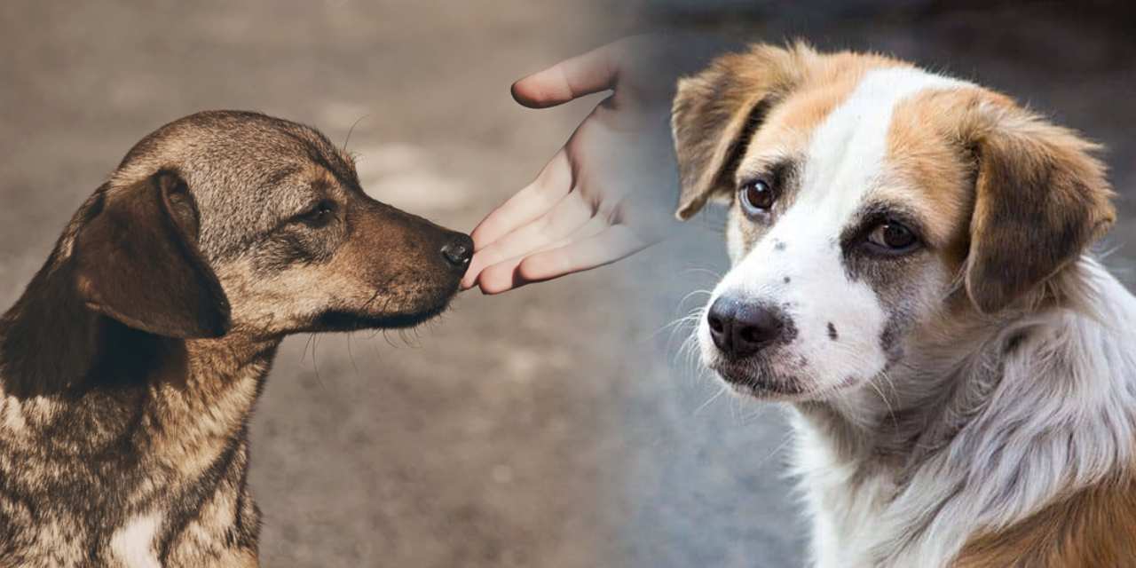 Hayvanseverler mücadele edip kazandı! 'Toplatma kararı' ve 'ötenazi' geri çekildi