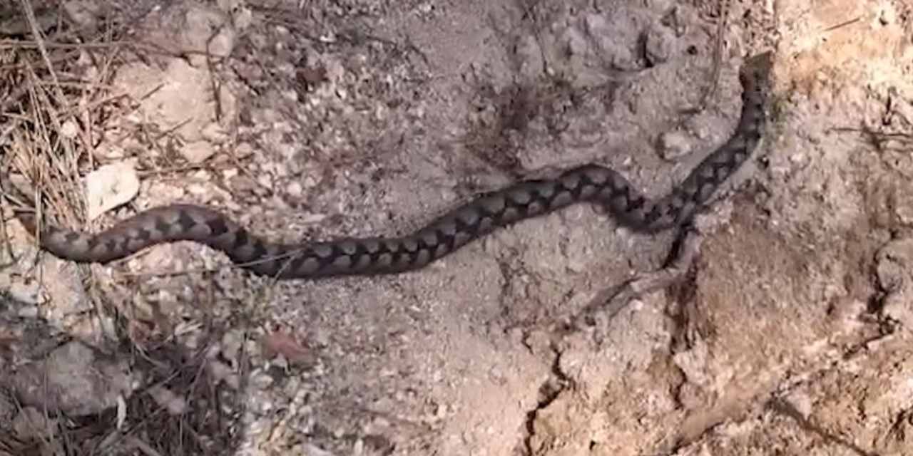 En zehirli türler arasında yer alıyor: Bolu’da ortaya çıktı