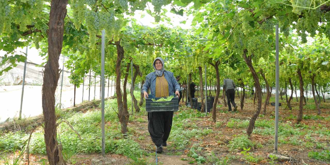 Mersin'de hasadı başladı! Kilosu 350 liradan satılıyor