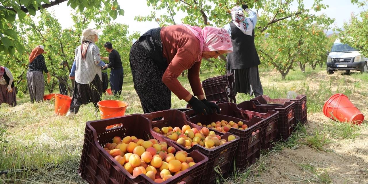 İlk onun hasadı yapılıyor: Mersin'den Türkiye ve tüm dünyaya satılıyor