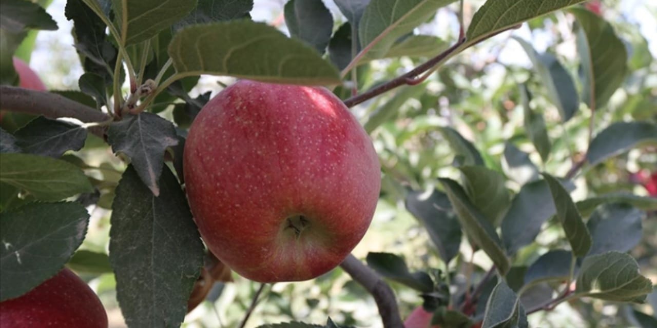 Bir elma dalında 18 TL markette 92 TL! Aradaki fark dudak uçuklattı