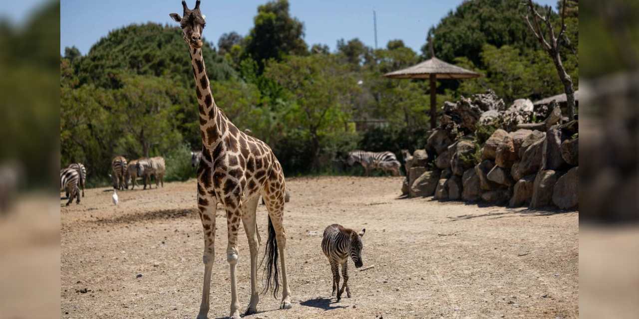 İzmir Doğal Yaşam Parkı'nda ezber bozan dostluk: Zebra Gözde zürafalarla arkadaş oldu
