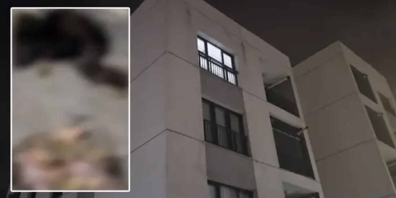İstanbul'da kan donduran olay! 4 yavru kedi parçalanmış halde bulundu