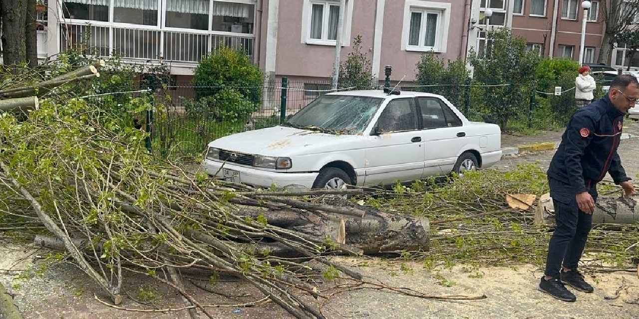 Şiddetli rüzgar İstanbul'u vurdu! Beylikdüzü'nde ağaç devrildi