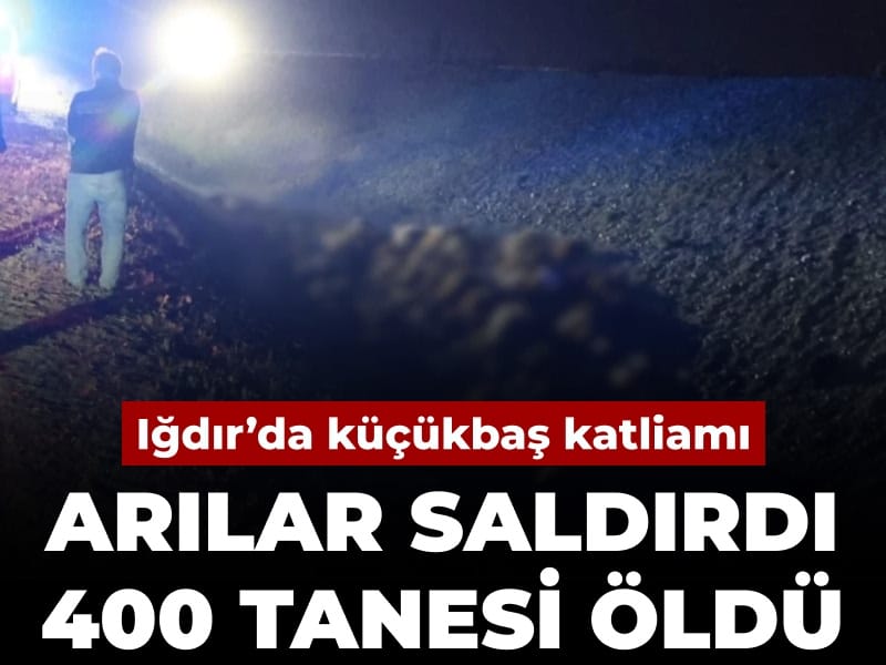 Iğdır’da küçükbaş katliamı: Arılar saldırdı 400 tanesi öldü