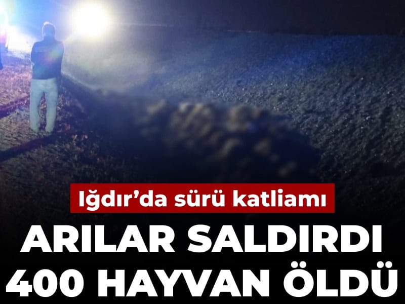 Iğdır’da küçükbaş katliamı: Arılar saldırdı 400 hayvan öldü