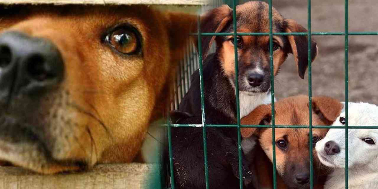 Vali duyurdu: İstanbul sokaklarında sahipsiz tek köpek kalmayacak