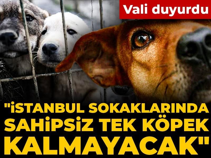 Vali duyurdu: İstanbul sokaklarında sahipsiz tek köpek kalmayacak