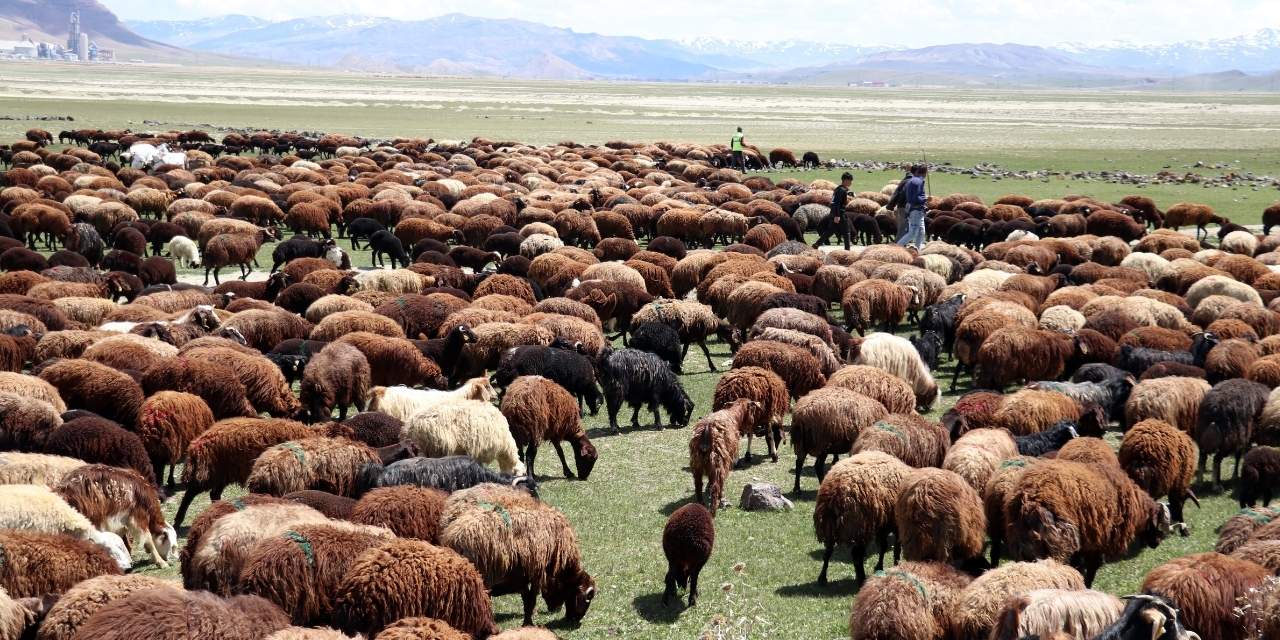 Son yılların en çetin kışı geride kaldı: Ağrı'da çiftçiler hayvanlarını araziye çıkardı