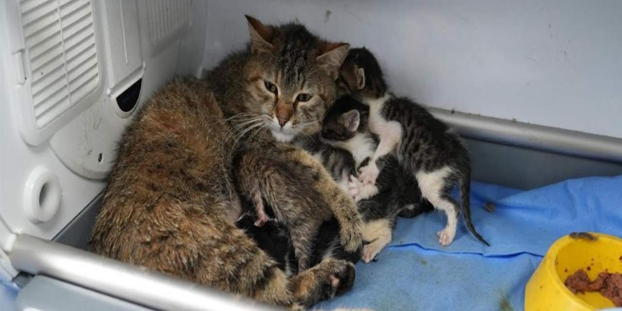2 yavrusu olan anne kedi, 3 yavruya daha kol kanat gerdi