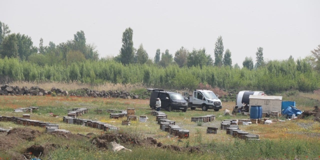 Ölü koyun sayısı 816 oldu! Iğdır’da arı saldırısı faciası