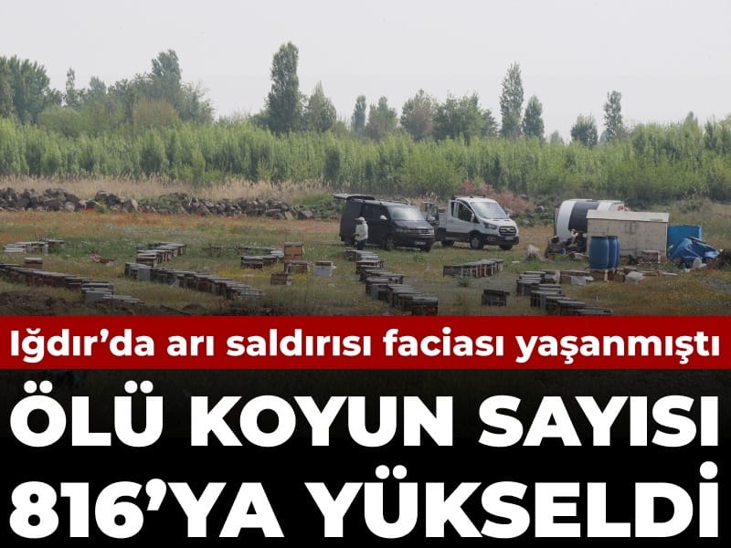 Ölü koyun sayısı 816 oldu! Iğdır’da arı saldırısı faciası