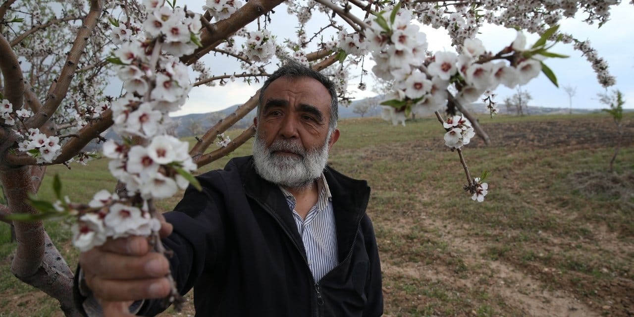35 yıllık doktorun çorak araziye ektiği 15 bin ağacın meyvesine herkes hasta