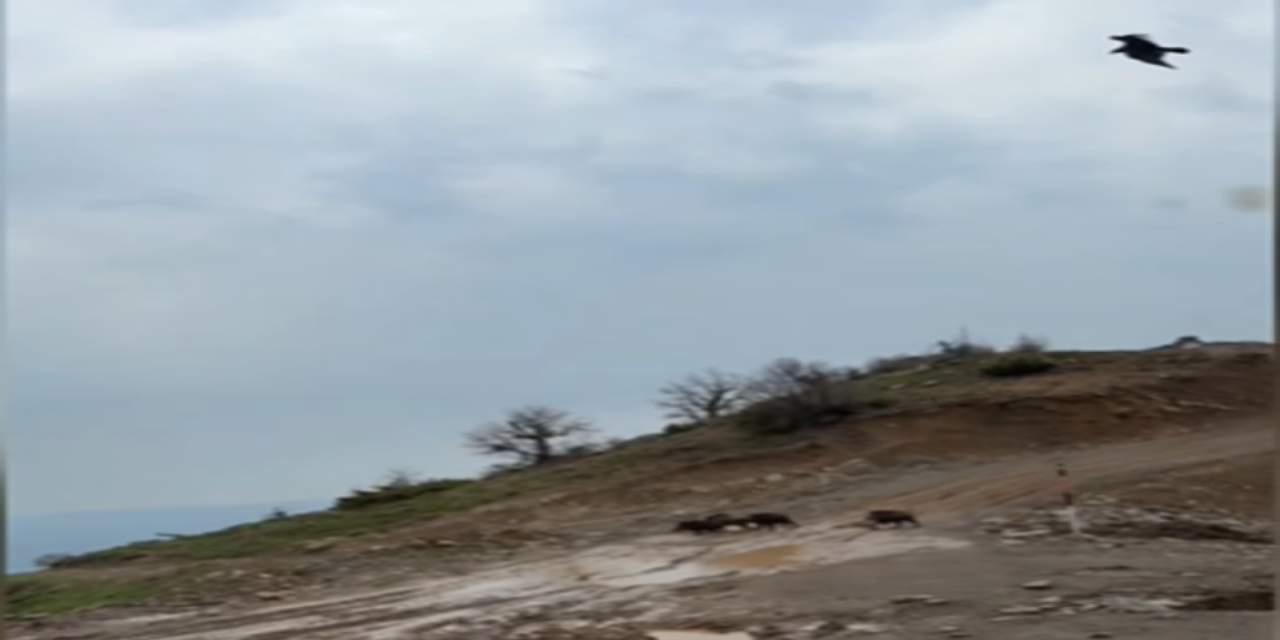 Kartalın domuz avını anbean yakaladı! 10 metre önünde yaşandı