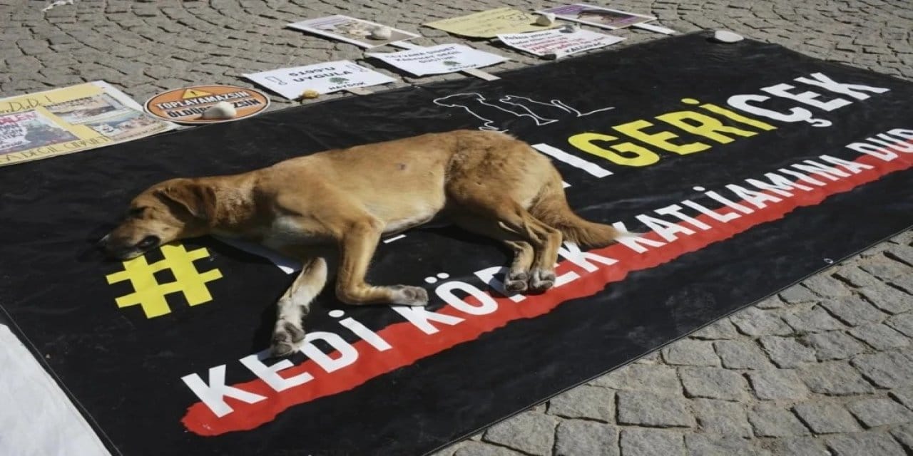 Sivas'ta ötanazi kararına karşı 'yaşatma' seferberliği: İmzalar iptal için toplanıyor
