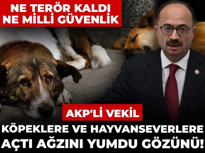 AKP'li vekil köpeklere ve hayvanseverlere açtı ağzını yumdu gözünü! Ne terör kaldı ne milli güvenlik