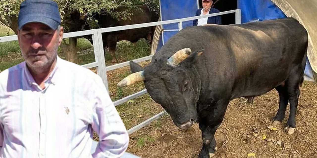 Boğa saldırısına uğramıştı: 51 gün sonra acı haber geldi!