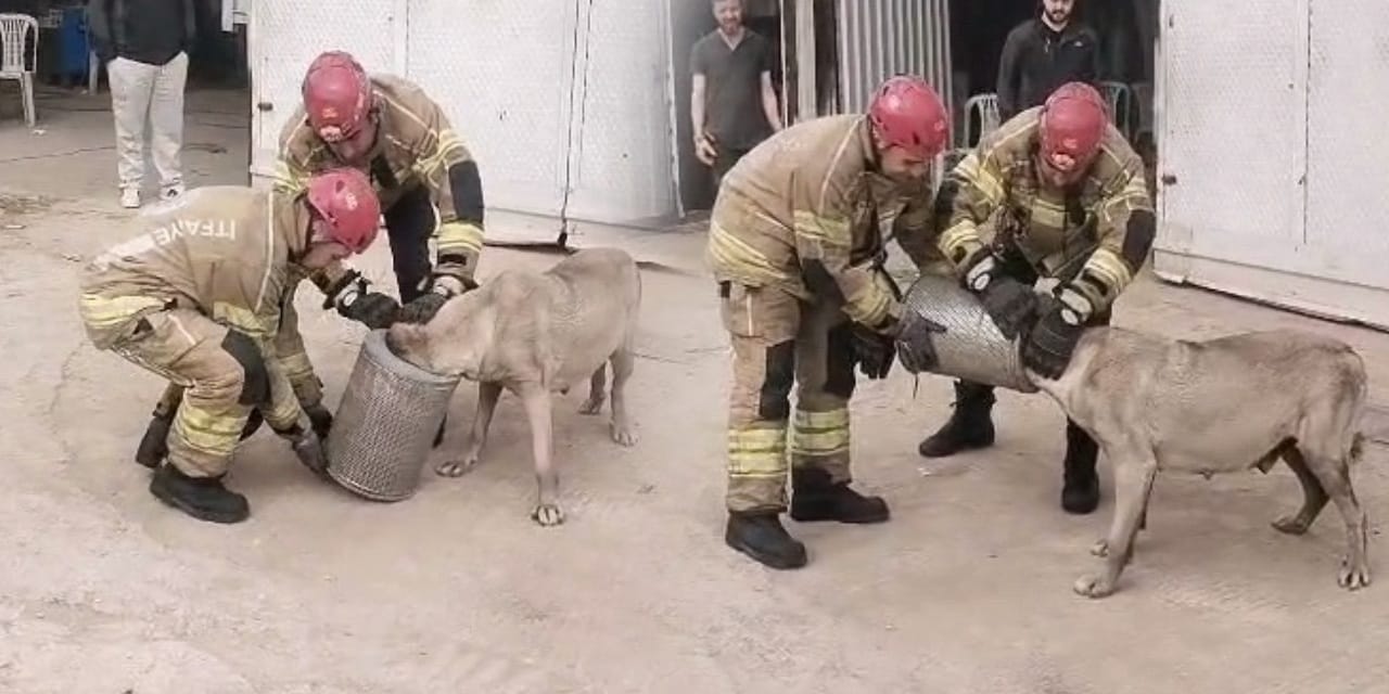 Başı hava filtresine sıkışan köpeği itfaiye ekipleri kurtardı: O anlar kamerada