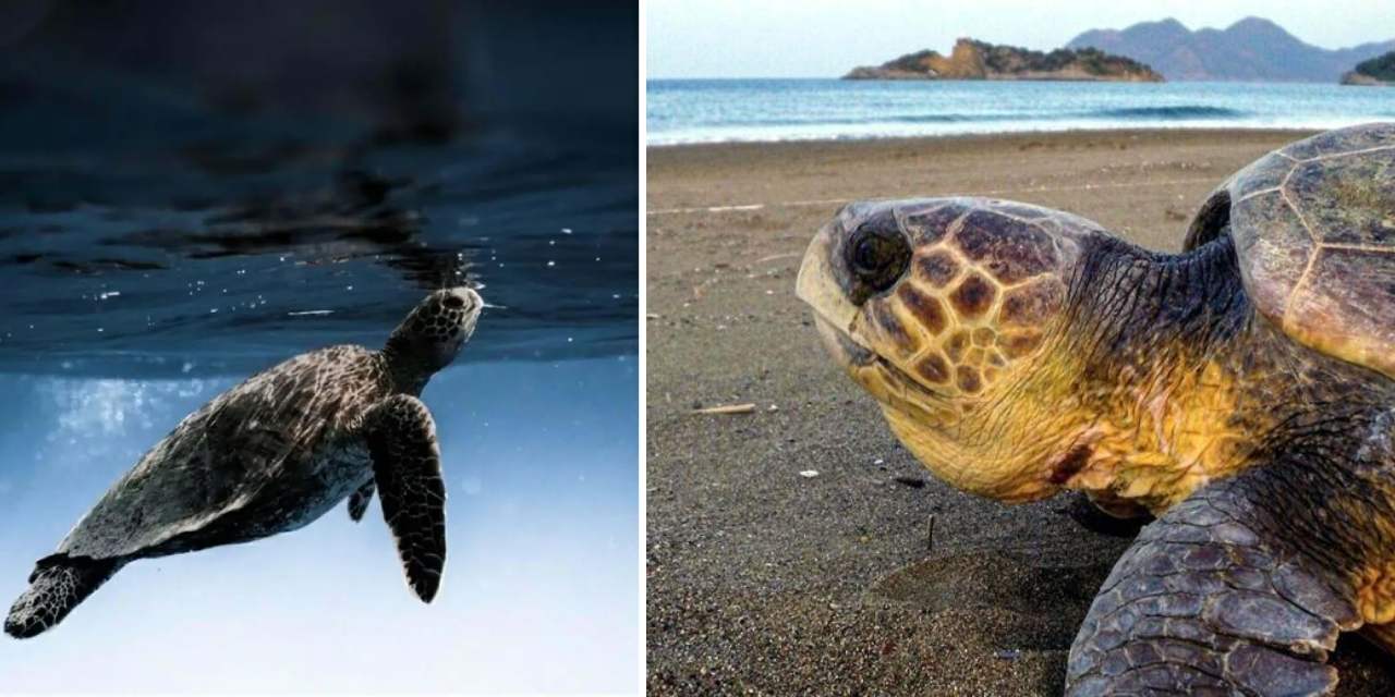 Caretta carettaların yumurtlama dönemi başladı