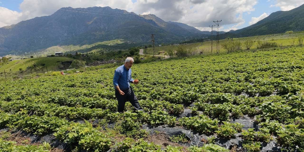 400 ailenin geçim kaynağı olan organik çilek için hasat başladı